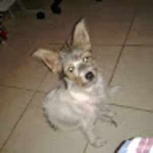 Meet your Posher, George